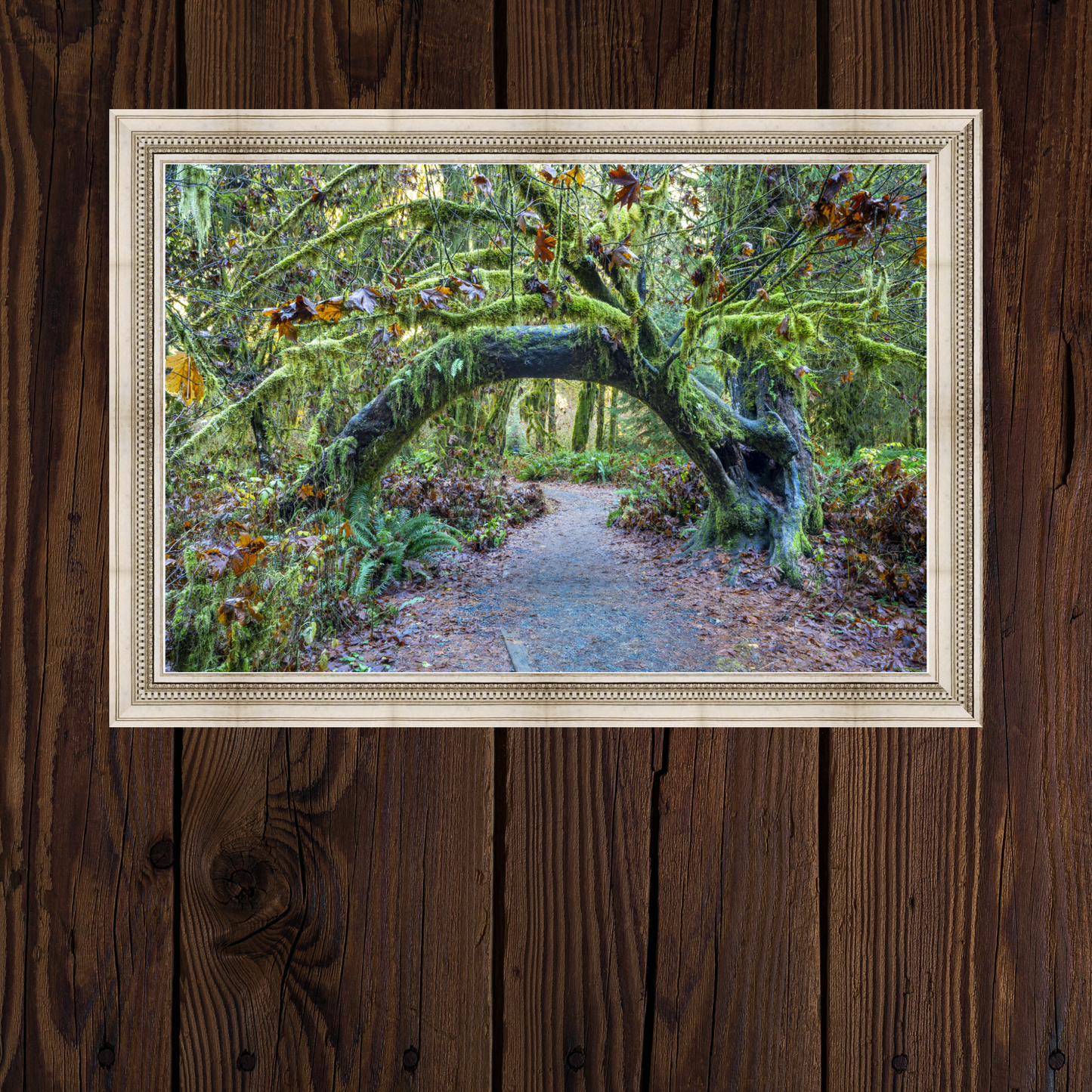 Hoh Rainforest Olympic National Park