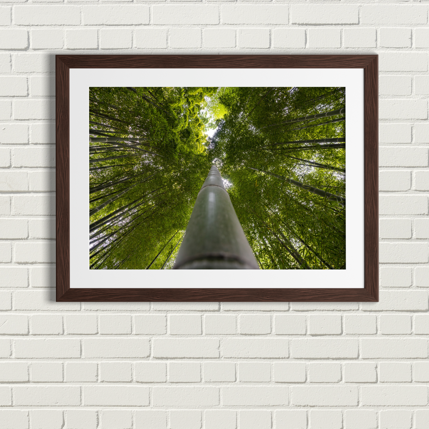 Kyoto Bamboo Forest