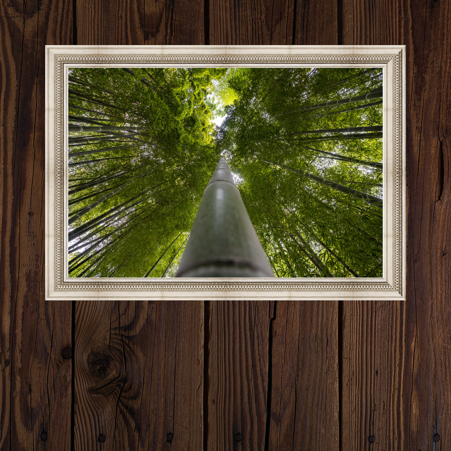 Kyoto Bamboo Forest