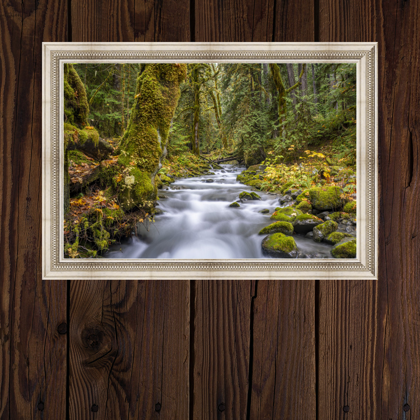 Olympic National Park Rainforest