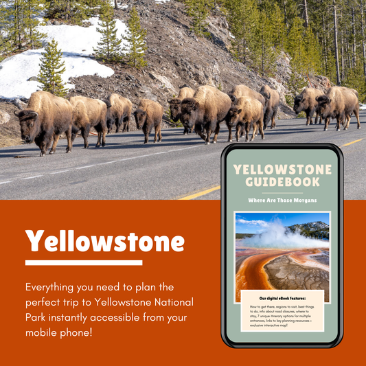 Photo of bison walking along a road with a phone in the bottom corner displaying a guidebook and an orange color block with white text reading Yellowstone: Everything you need to plan the perfect trip to Yellowstone National Park instantly accessible from your mobile phone.